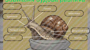 Зовнішня будова равлика