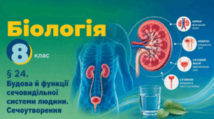Будова й функції сечовидільної системи людини. Сечоутворення. Презентація, інфографіка, робочий аркуш