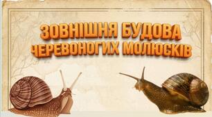 Зовнішня будова черевоногих молюсків