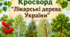 Кросворд «Лікарські дерева України»