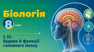 Будова й функції головного мозку. Презентація, інфографіка, робочий аркуш