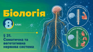 Соматична та вегетативна нервова система. Презентація, інфографіка, робочий аркуш