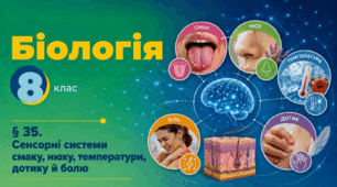Сенсорні системи смаку, нюху, температури, дотику й болю. Презентація, інфографіка, робочий аркуш