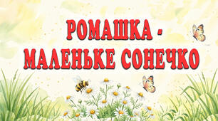 Презентація "Ромашка - маленьке сонечко"