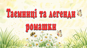Відеоогляд "Таємниці та легенди ромашки"