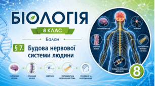 Будова нервової системи людини. Презентація, інфографіка, робочий аркуш