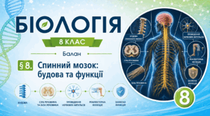 Спинний мозок: будова та функції. Презентація, інфографіка, робочий аркуш