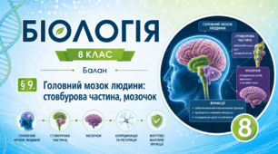 Головний мозок людини: стовбурова частина, мозочок. Презентація, інфографіка, робочий аркуш