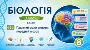 Головний мозок людини: передній мозок. Презентація, інфографіка, робочий аркуш