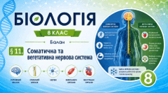 Соматична та вегетативна нервова система.Презентація, інфографіка, робочий аркуш