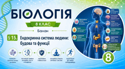 Ендокринна система людини: будова та функції. Презентація, інфографіка, робочий аркуш