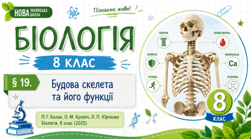 Будова скелета та його функції. Презентація, інфографіка, робочий аркуш