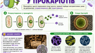 Спороутворення у прокаріотів
