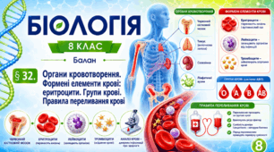 Органи кровотворення. Формені елементи крові: еритроцити. Групи крові. Правила переливання крові. Презентація, інфографіка, робочий аркуш