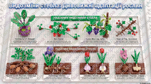 Видозміни стебла