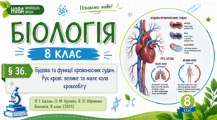 Будова та функції кровоносних судин. Рух крові: велике та мале кола кровообігу. Презентація, інфографіка, робочий аркуш
