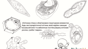 Методичний прийом "Лови помилку "