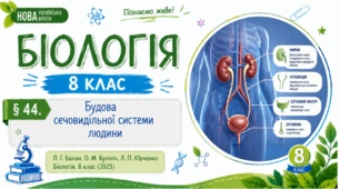 Будова сечовидільної системи людини. Презентація, інфографіка, робочий аркуш
