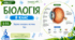 Зорова сенсорна система. Око