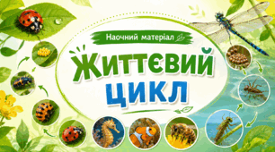 Наочний матеріал «Життєвий цикл»