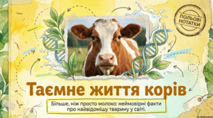Всесвітній день корів: історія, інтелект та значення для сільського господарства