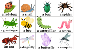 Insects mini cards