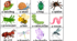 Insects mini cards