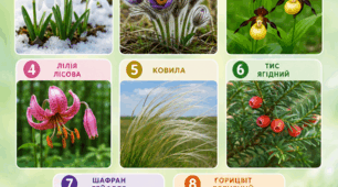 Пазл "Рослини Червоної книги України " 12 елементів