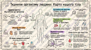 § 5. Тканини організму людини. Матеріали до уроку. Лабораторне дослідження «Ознайомлення з препаратами клітин і тканин людини».