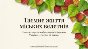 Тополя та осика: екологія, історія та факти про галузь