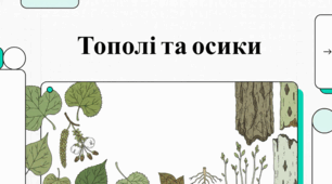 Тополя та осика: екологія, історія та факти про галузь