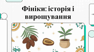 Користь для здоров’я, культура та вирощування фініків