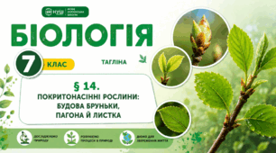 Покритонасінні рослини: будова бруньки, пагона й листка. Презентація, інфографіка, робочий аркуш