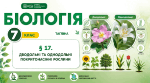 Дводольні та однодольні покритонасінні рослини. Презентація, інфографіка, робочий аркуш