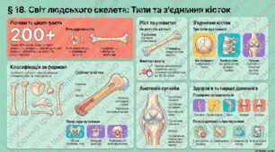 § 18. Типи кісток. З’єднання кісток. Матеріали до уроку.