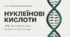 Нуклеїнові кислоти: Код життя