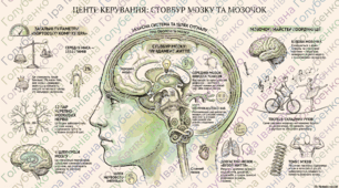 § 9. Головний мозок людини: стовбурова частина, мозочок . Матеріали до уроку