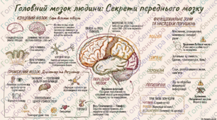 § 10. Головний мозок людини: передній мозок. Матеріали до уроку.  Лабораторне дослідження «Вивчення будови головного мозку людини