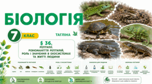 Рептилії. Різноманіття рептилій, роль і значення в екосистемах та житті людини. Презентація, інфографіка, робочий аркуш