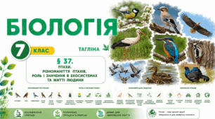 Птахи. Різноманіття птахів, роль і значення в екосистемах та житті людини. Презентація, інфографіка, робочий аркуш