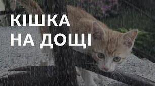 Ернест Гемінґвей. «Кішка на дощі».