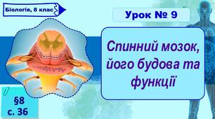 8 клас НУШ. Презентація до уроку з теми "Спинний мозок, його будова та функції"