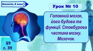 8 клас НУШ. Презентація до уроку з теми "Головний мозок,  його будова та функції. Стовбурова частина мозку. Мозочок."