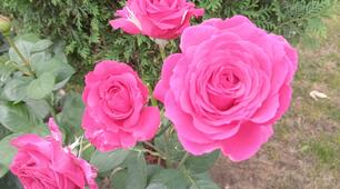 Пазл "Квіти України . 🌹✨ Троянди""