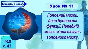 8 клас НУШ. Презентація до уроку з теми "Головний мозок,  його будова та функції. Передній мозок. Кора півкуль головного мозку."