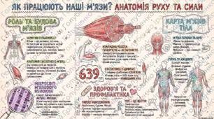 § 20. Будова та функції скелетних м’язів. Основні групи скелетних м’язів. Матеріали до уроку. Лабораторне дослідження «Дослідження мікроскопічної будови кісткової, хрящової та м’язової тканин»