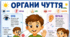 ОРГАНИ ЧУТТЯ. Комплект тематичних плакатів