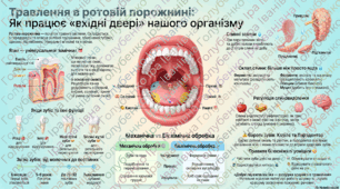 § 25. Процеси механічної та біохімічної обробки їжі в ротовій порожнині. Лабораторне дослідження «Зовнішня будова зубів