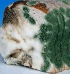 090276zt-7138-144x151.png