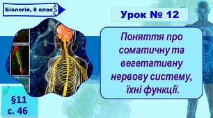 8 клас НУШ. Презентація до уроку з теми "Поняття про соматичну та вегетативну нервову систему,  їхні функції."